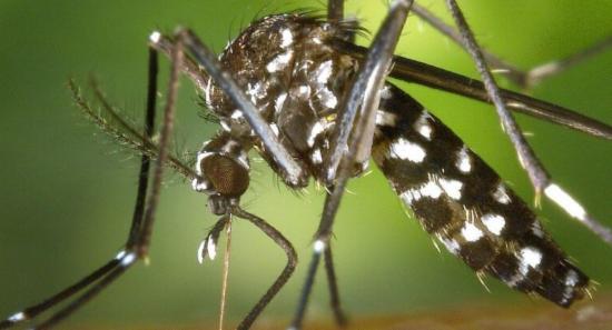 Dengue Cases Surpass 90,000